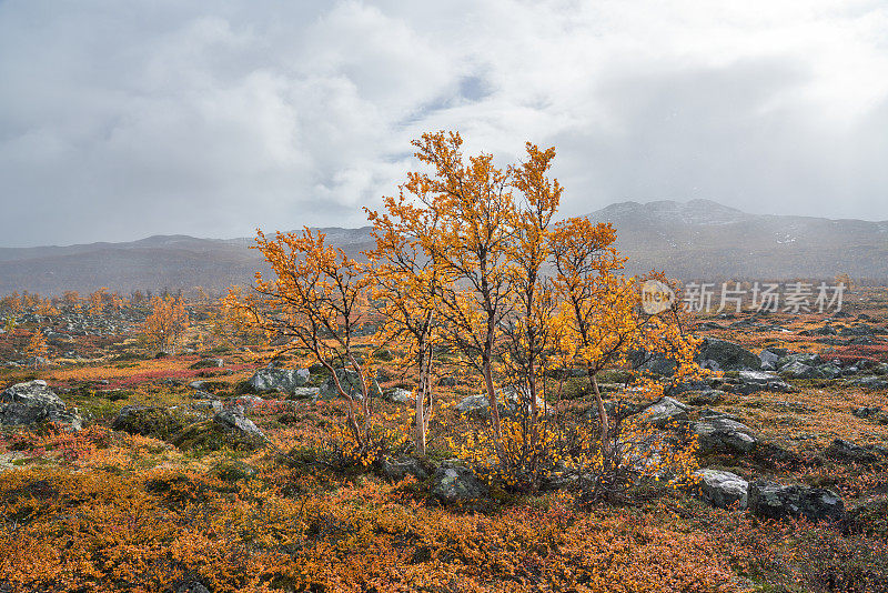 挪威Hemsedal Buskerud，山上的风景在秋天与绒毛桦树和雪花在空气中